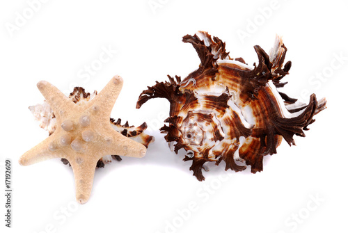 Foto Sea cockleshells