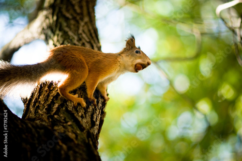 squirrel siting on branch © Valeri Luzina