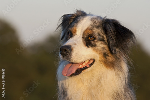 Australian Shepherd Kopf Portrait