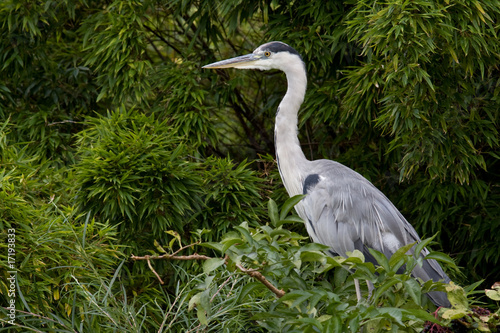 Graureiher - ardea cinerea