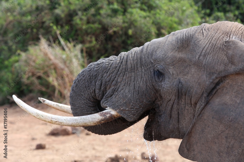 Obraz premium Woda pitna słonia