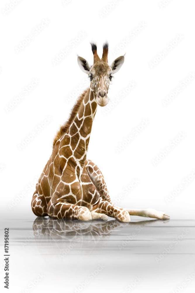Fototapeta premium Giraffe 001