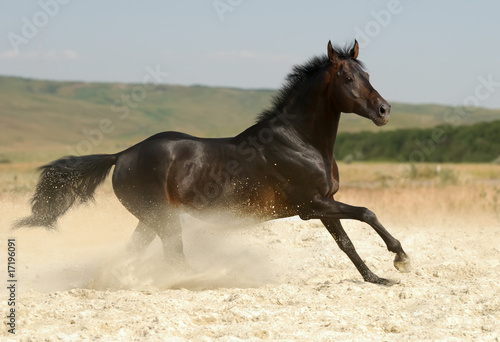 dark brown horse