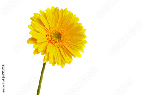 beautiful yellow flower petals closeup