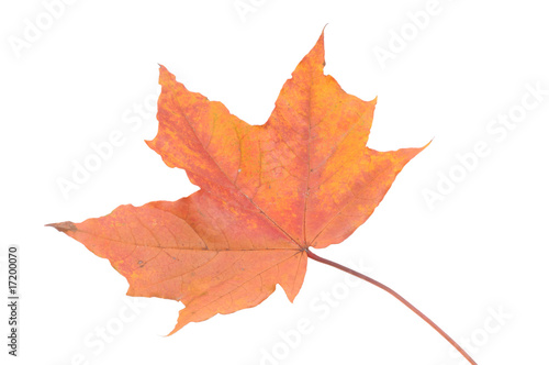 Autumn leaves isolated on white