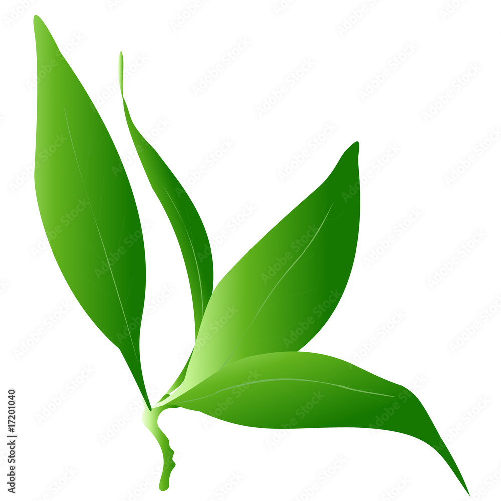 Fototapeta premium Green leaf