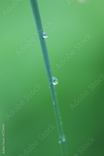 水滴と葉 © Paylessimages