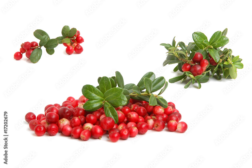 Cranberries Cranberries