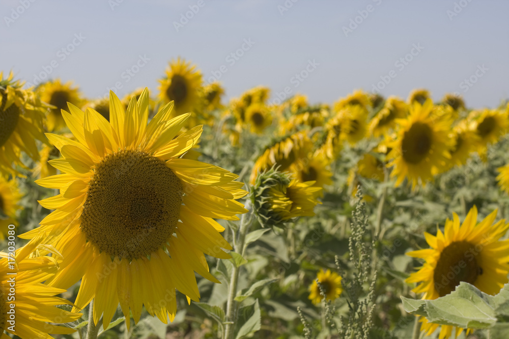Fototapeta premium sunflower during a sunny day