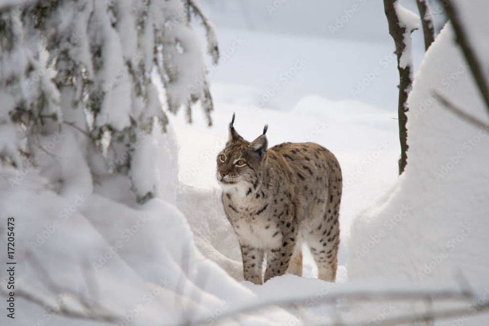 Luchs im Winter Luchs im Winter