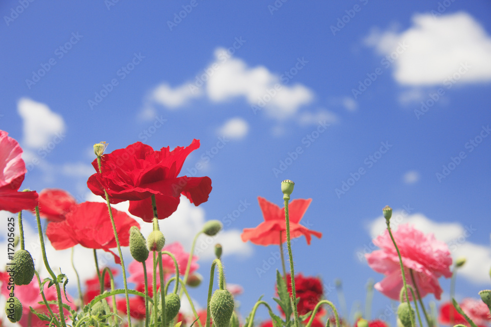 Obraz premium ポピー