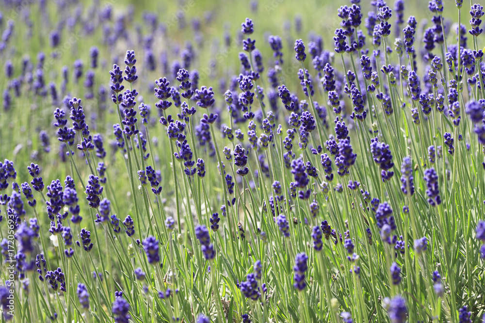 Naklejka premium ラベンダー