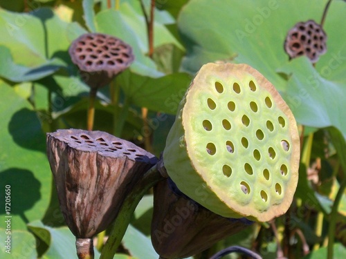 Cones de lotus photo