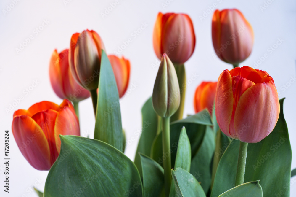 Red Tulips Red Tulips