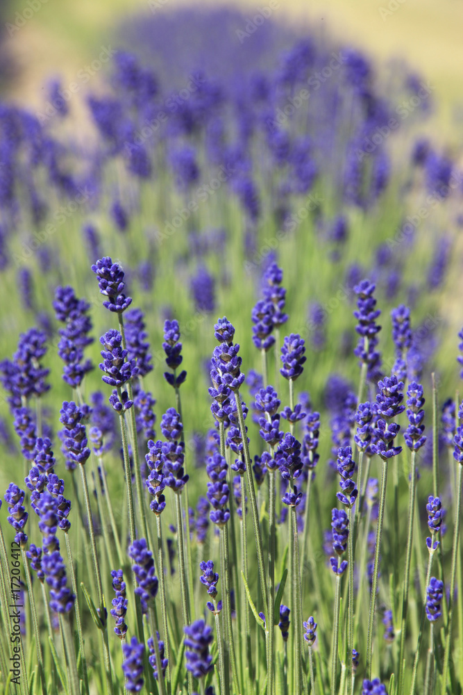 Naklejka premium lawenda