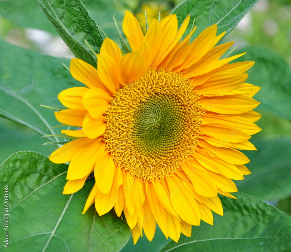Obraz premium tournesol...