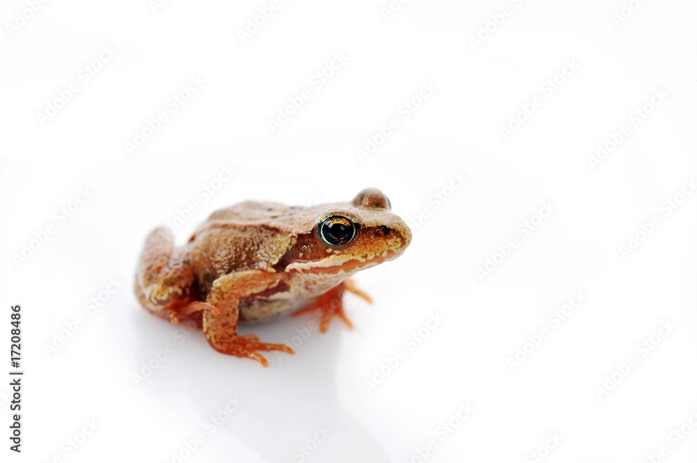 Fototapeta premium small frog very close up