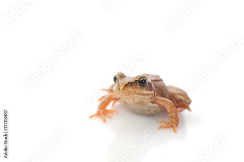 small frog very close up