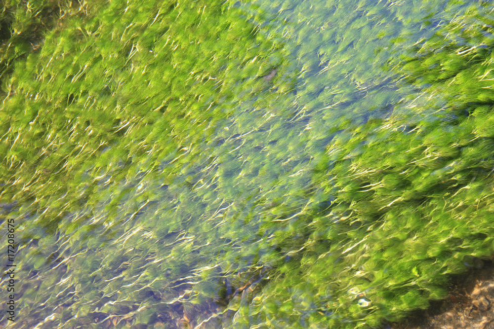水草 水草