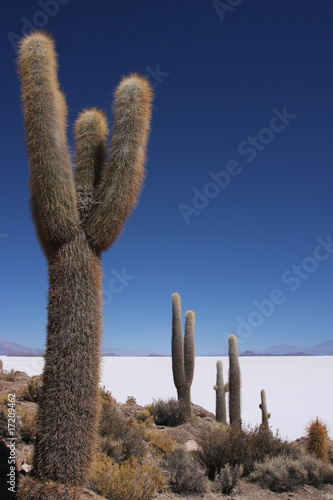 Alignement de cactus au-dessus du salar