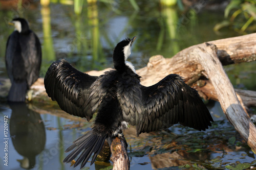 Cormoran pie ,phalacrocorax melanoleucos photo