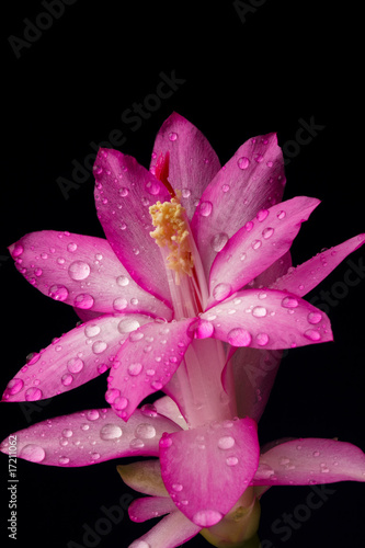 Pink flower