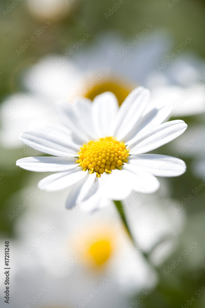 Obraz premium White Aster Daisy.