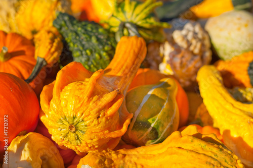 Fall Harvest 1