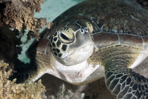 hawksbill turtle