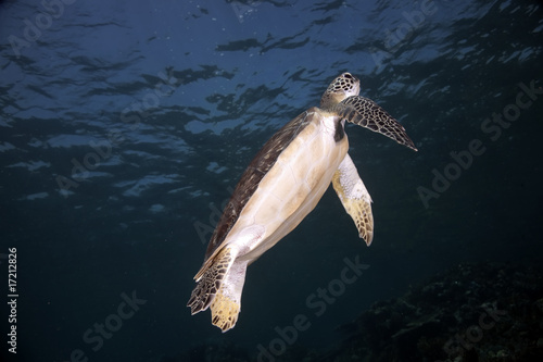 hawksbill turtle photo