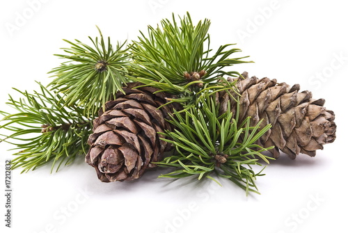 Fotografia Siberian pine cones with branch