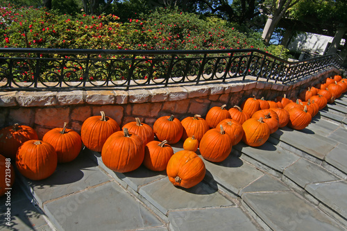 Pumpkin patch