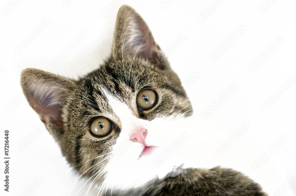 cat cat