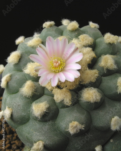 Принти на полотні peyote (Lophophora williamsii)