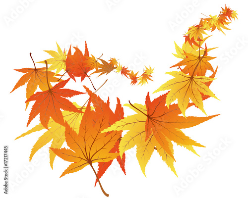 maple leaves background