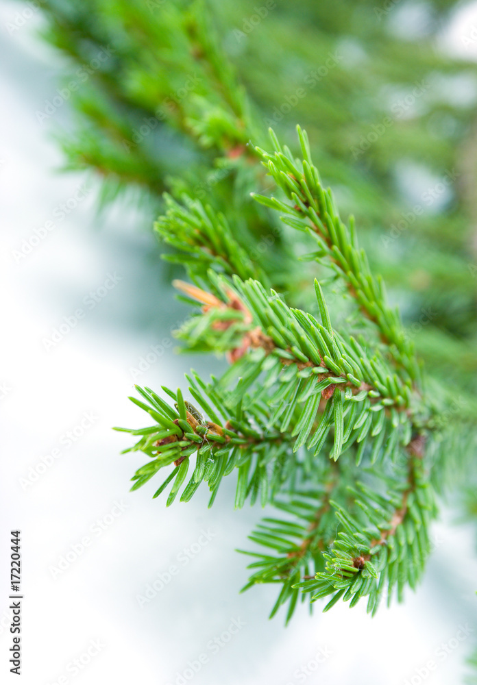 fir tree branches, christmas decoration. fir tree branches, christmas decoration.