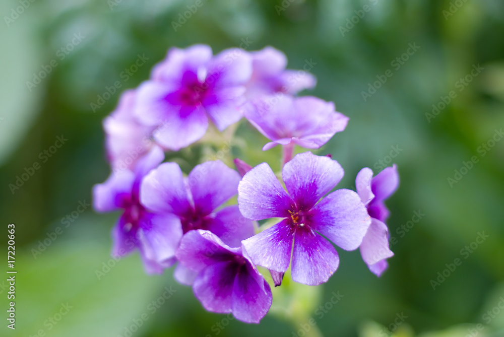 shot of Petunia flower