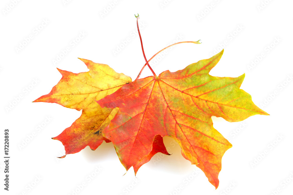 Herbst Herbst