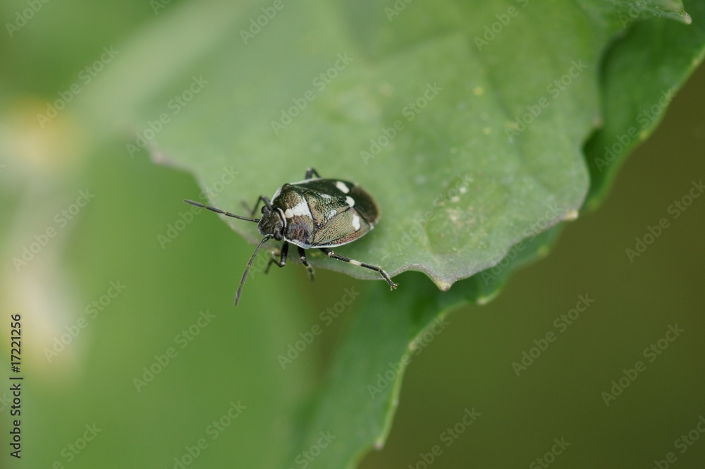 Fototapeta premium Wanze