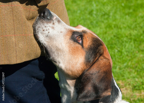 Konstfotografi Foxhound begging