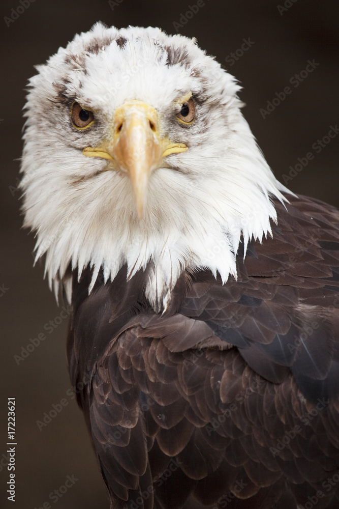 Bald Eagle (Haliaeetus leucocephalus) Proud And Watchful Bald Eagle (Haliaeetus leucocephalus) Proud And Watchful