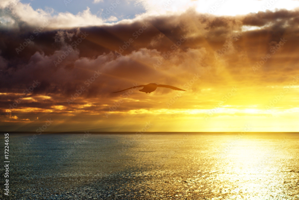 Obraz premium sunset in ocean and seagull