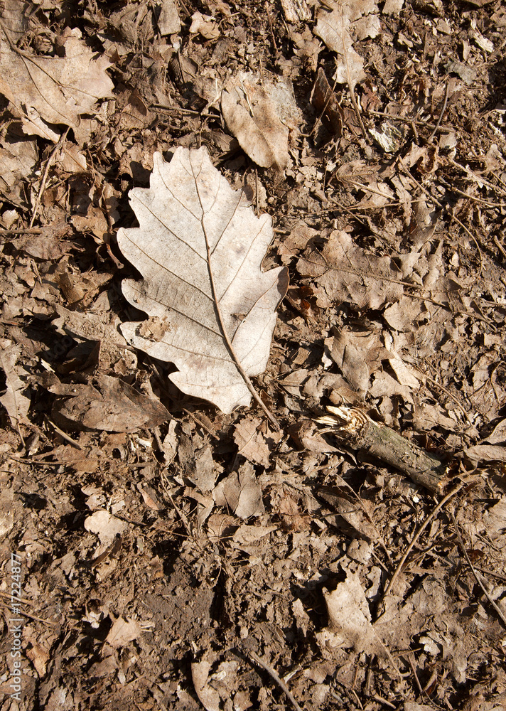 Leaf Leaf