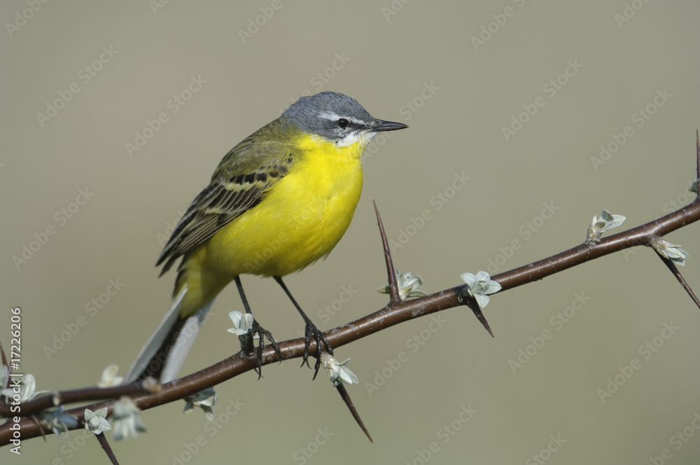 Fototapeta premium Schafstelze