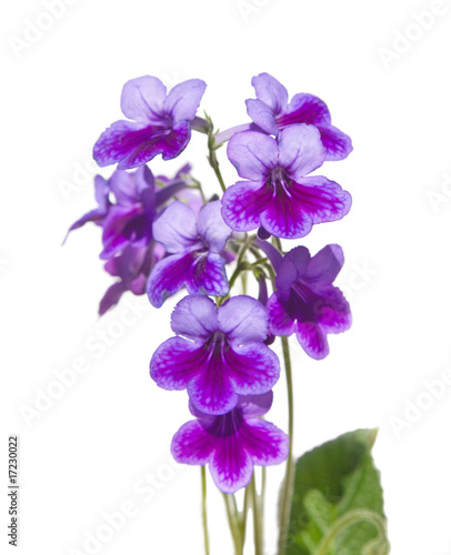 Fototapeta Naklejka Na Ścianę i Meble -  Purple-lilac Streptpcarpus (Cape Primrose, nodding violet), isol