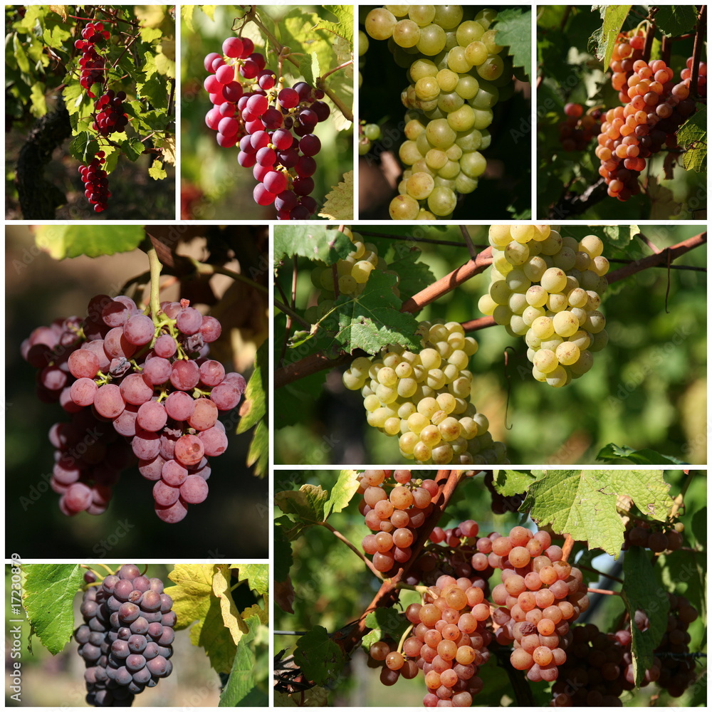 Fototapeta premium Différents cépages