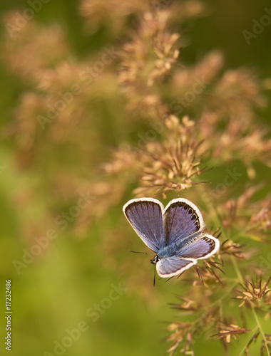 Photography Purple butterfly