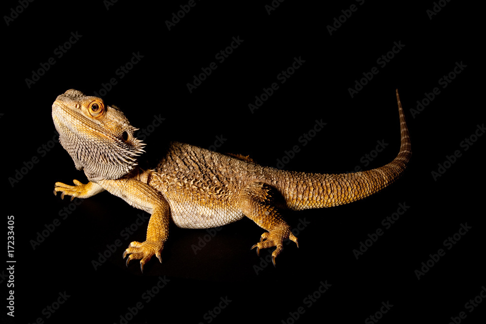 Obraz premium Brain in the Dark III