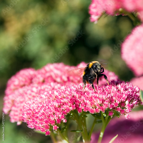 Bee taking off from a sedum flower in summer photo