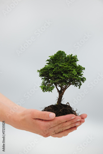 woman holding a small tree in her hands